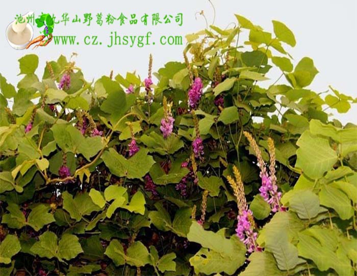 青阳县葛根花，九华山葛根花，野生葛根花，葛根花效果