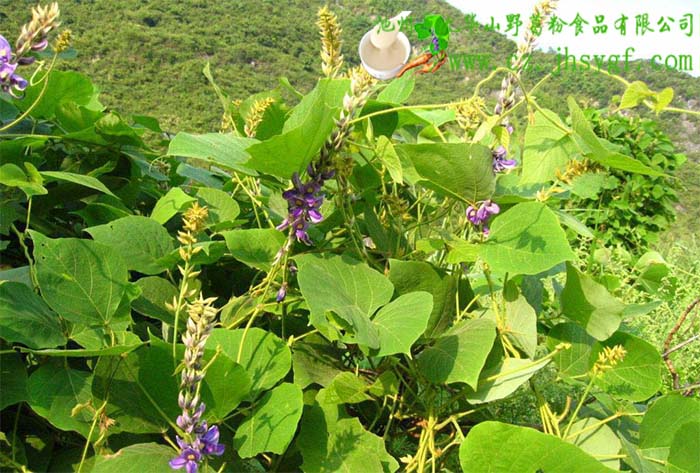 青阳县葛根花，九华山葛根花，野生葛根花，葛根花效果