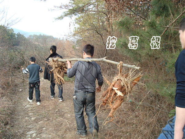 九华山野葛粉挖掘，野葛粉挖掘